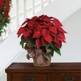 Large Red Poinsettia